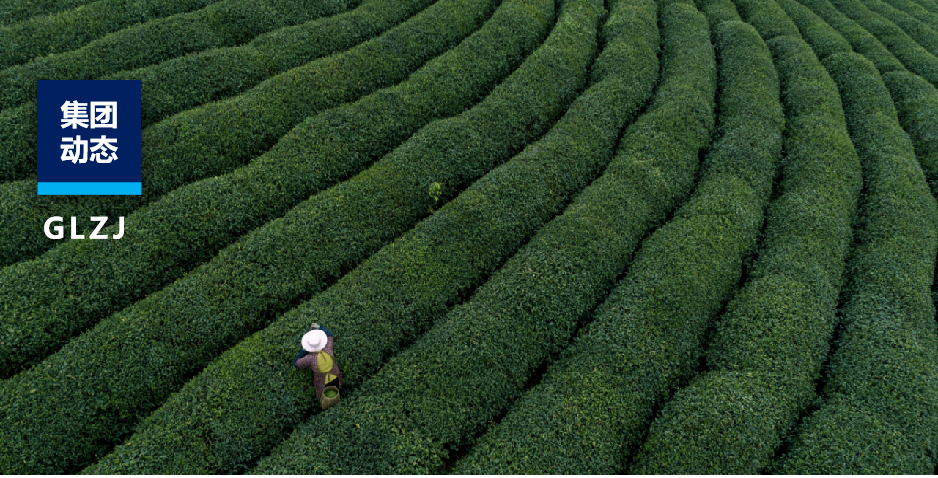 茶园到茶杯，亿万先生MR质检若何为陕茶全产业链注入“硬核力量”？